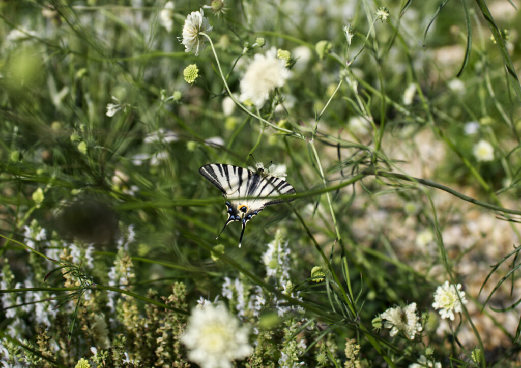Paz zeglarz Fot Joanna Zajac - Nasza Politechnika Paź żeglarz (Iphiclides podalirius) odwiedzający rabaty bylinowe, założone na Osiedlu Studenckim PK Fot.: Joanna Zając